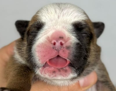 Les chiots de Bulldog Anglais