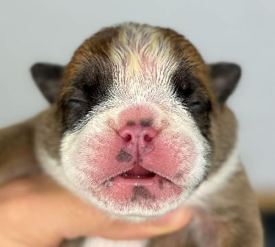 Les chiots de Bulldog Anglais