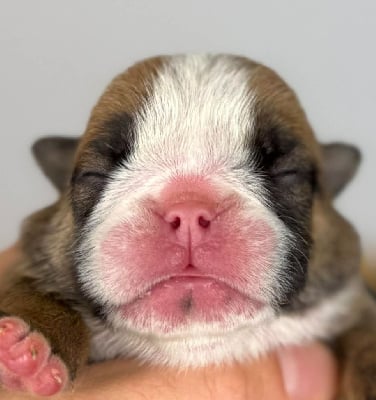 Les chiots de Bulldog Anglais