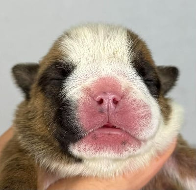 Les chiots de Bulldog Anglais