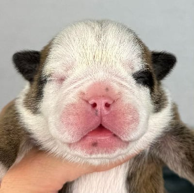 Les chiots de Bulldog Anglais