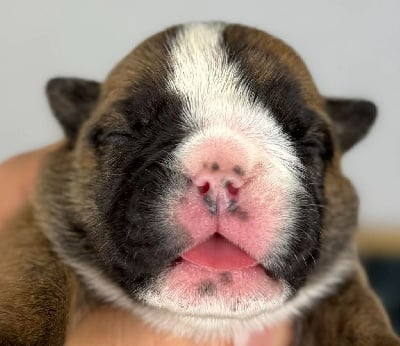 Les chiots de Bulldog Anglais