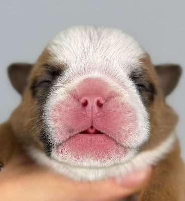 Les chiots de Bulldog Anglais