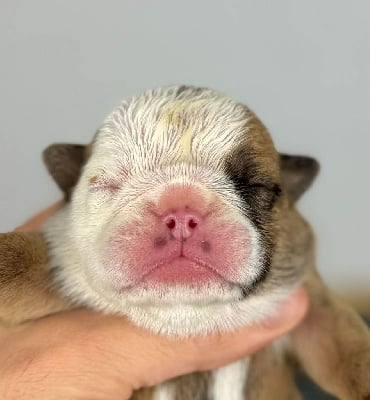 Les chiots de Bulldog Anglais