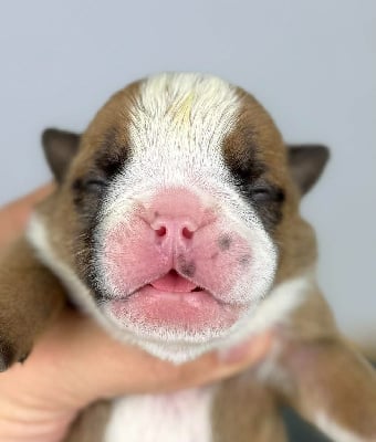 Les chiots de Bulldog Anglais