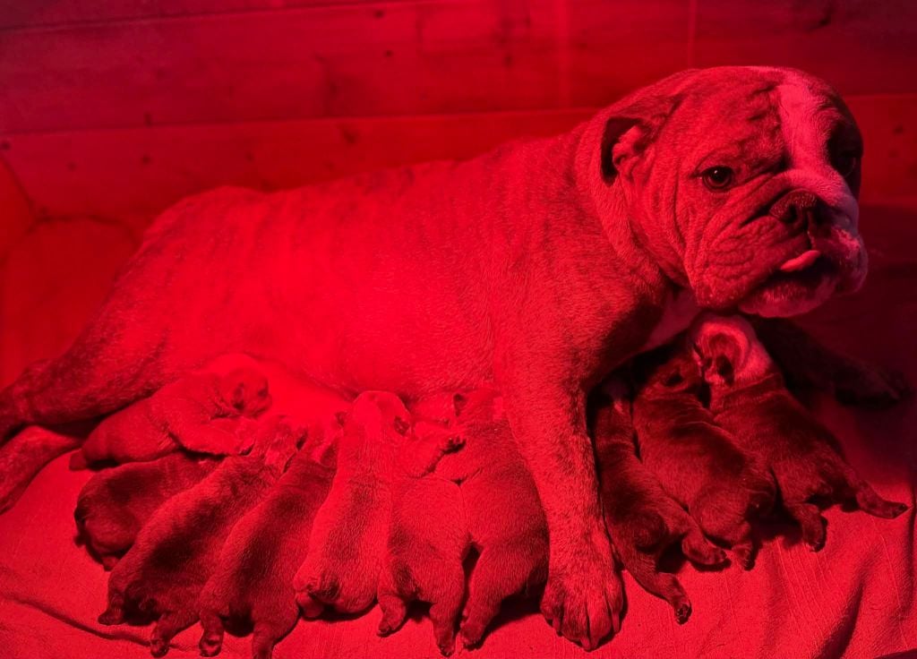 Bulldog Anglais - 10 bulldogs anglais LOF disponibles au 01 f?vrier 2026 - Des Bulls Bellille