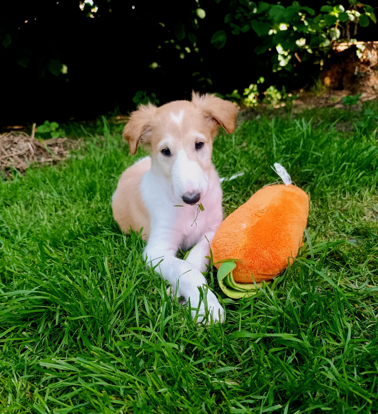 BELLA