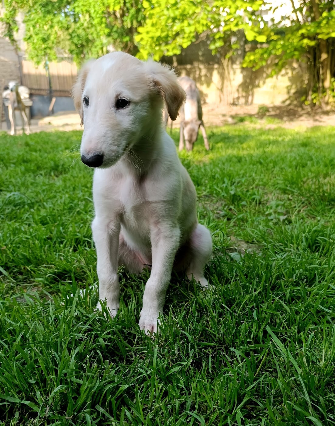 BIANCA