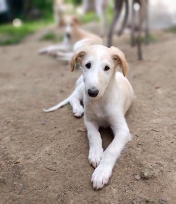 Barzoi