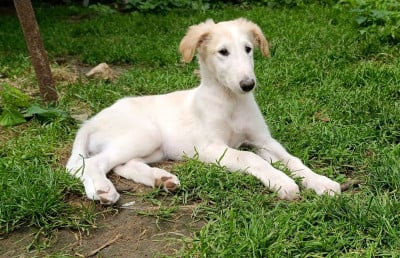 BAMBI - Barzoi