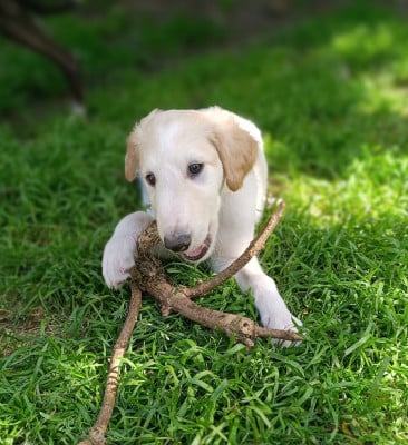 BIANCA - Barzoi