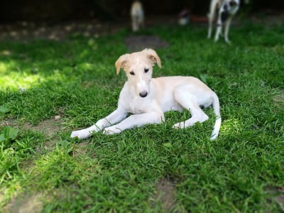 B.B - Barzoi