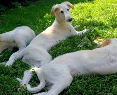Les chiots de Barzoi