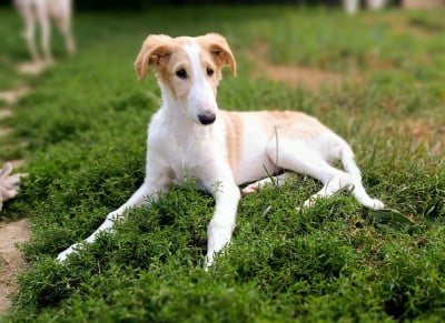 Les chiots de Barzoi
