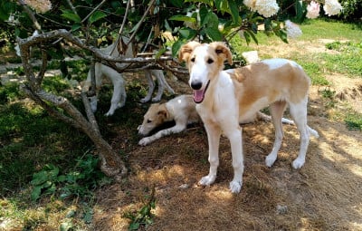 Les chiots de Barzoi
