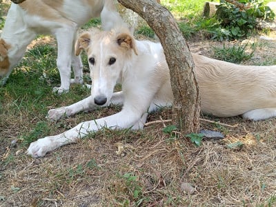 Les chiots de Barzoi
