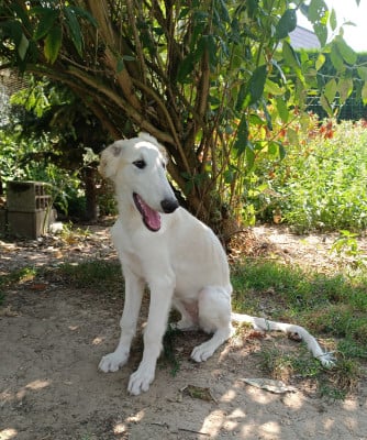 Les chiots de Barzoi