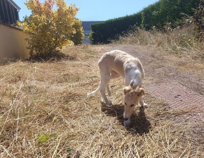 Les chiots de Barzoi
