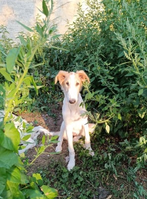 Les chiots de Barzoi