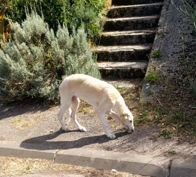 BAMBI - Barzoi