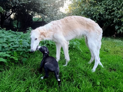 Barzoi