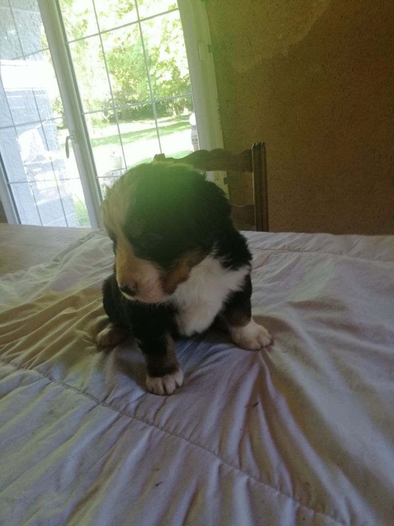 CHIOT - Bouvier bernois