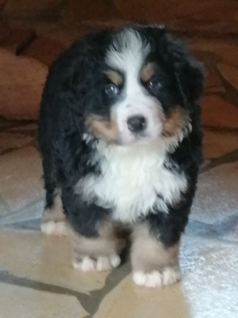 CHIOT - Bouvier bernois