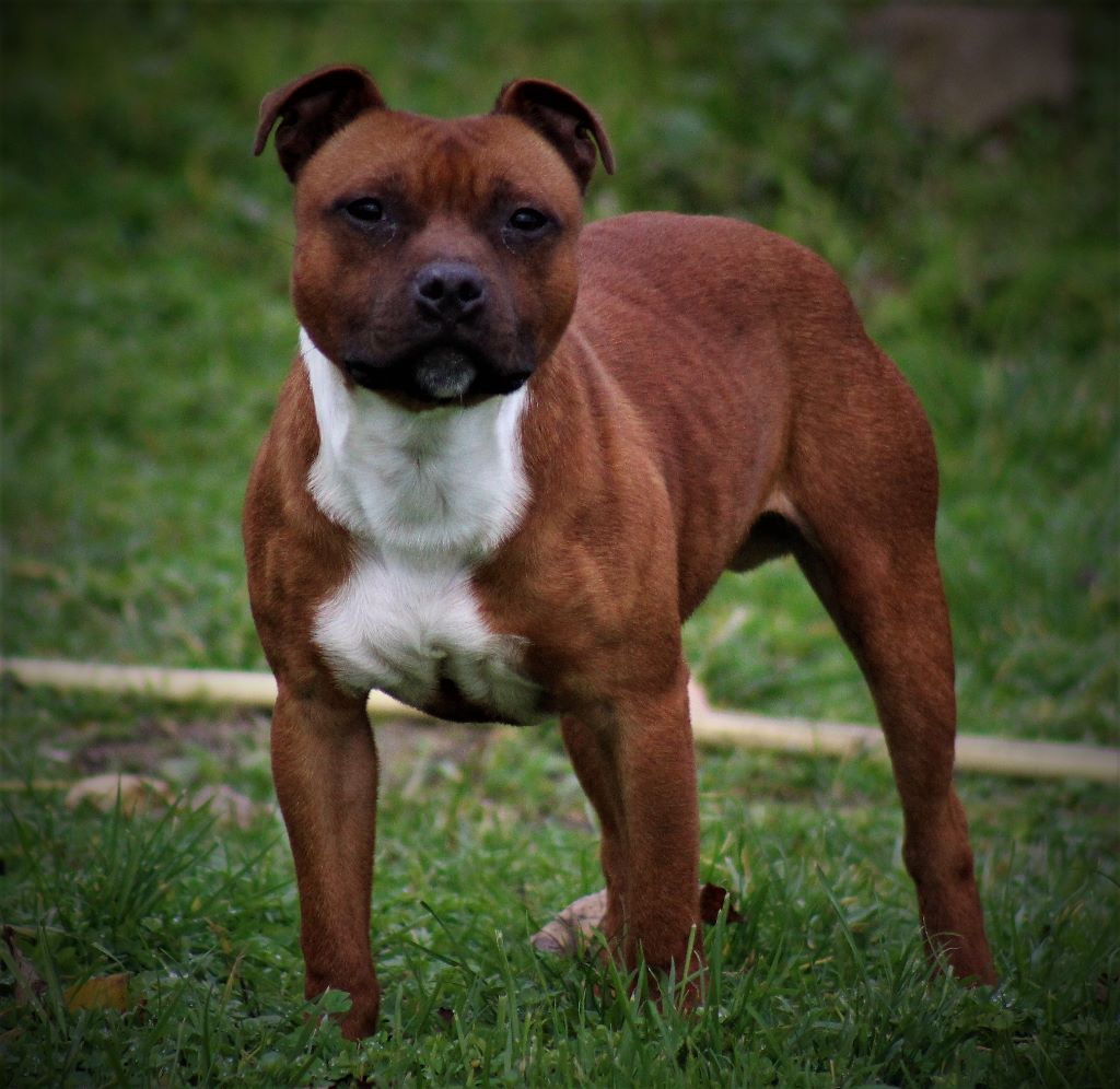 Publication : De La Terre Des Bulls Auteur : ltdb