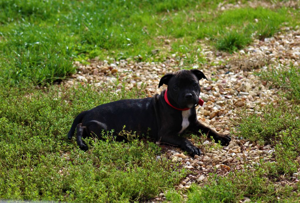 Anna De La Terre Des Bulls