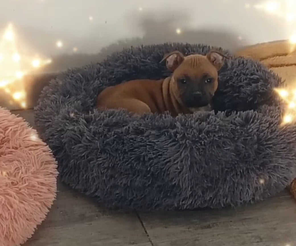 Ally mac beal aka april The Jocker's Bullyhouse