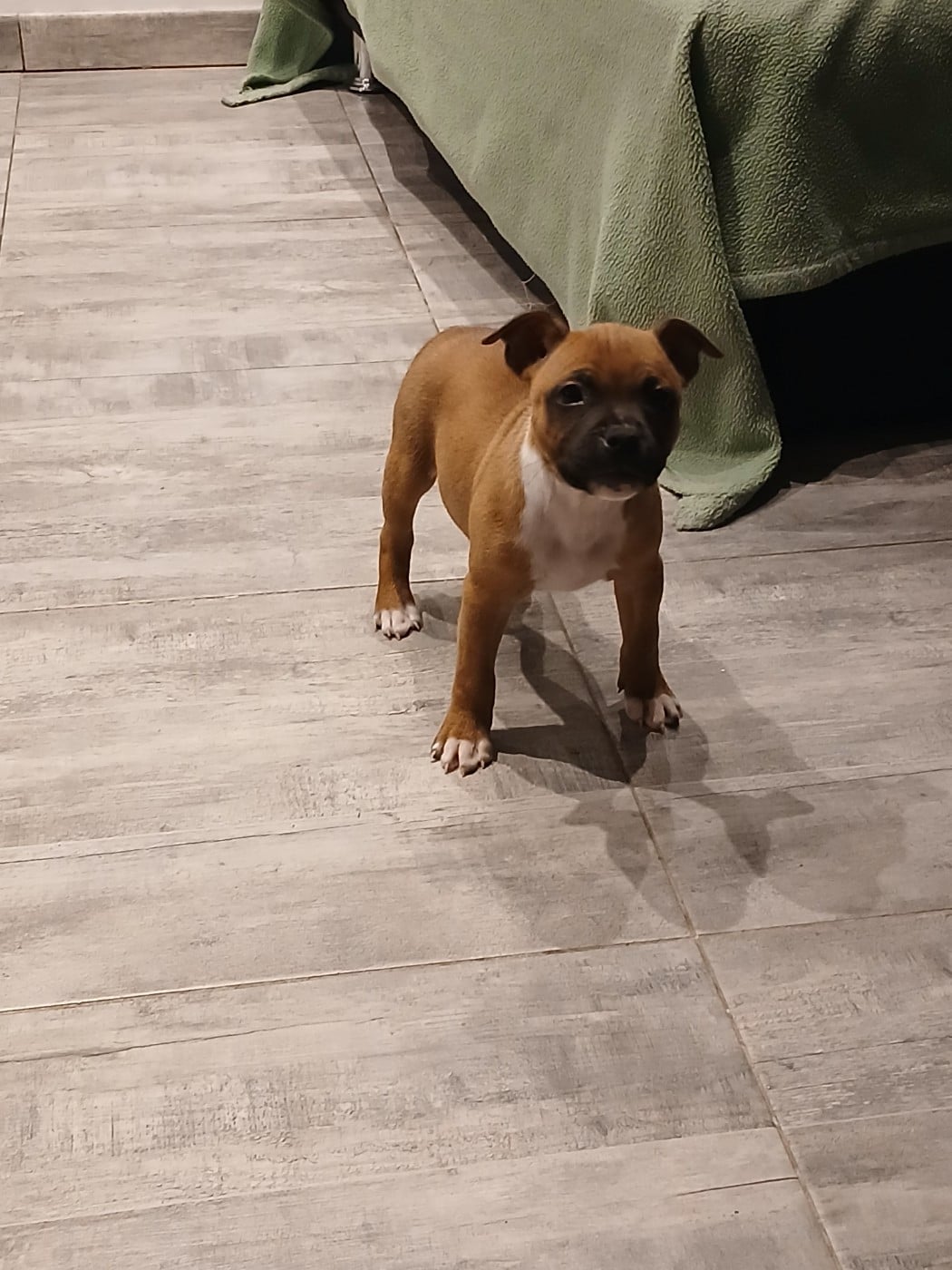 Ally mac beal aka april The Jocker's Bullyhouse