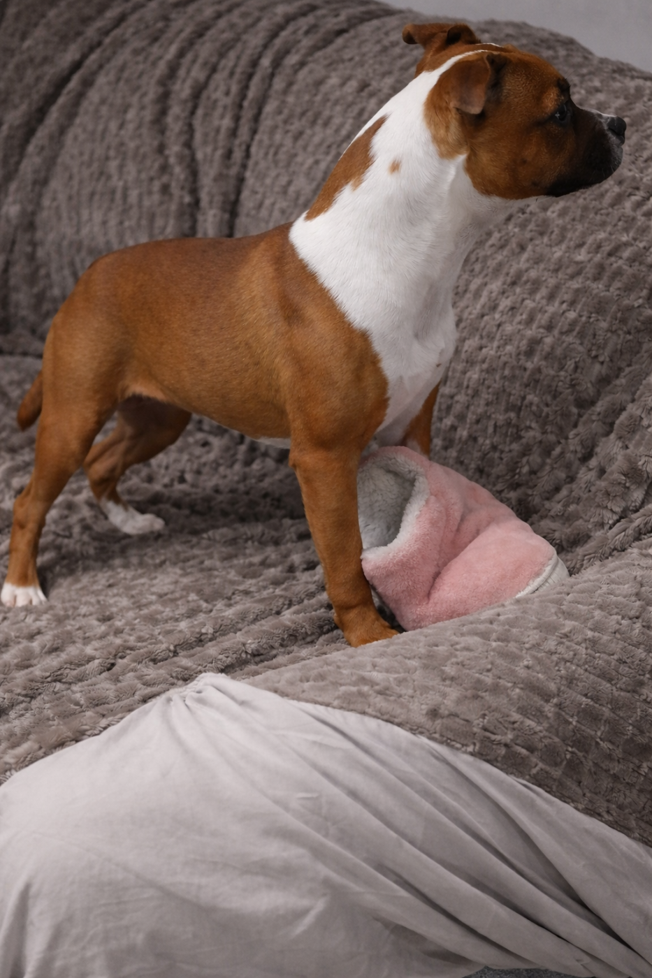 A gaia for ever The Jocker's Bullyhouse