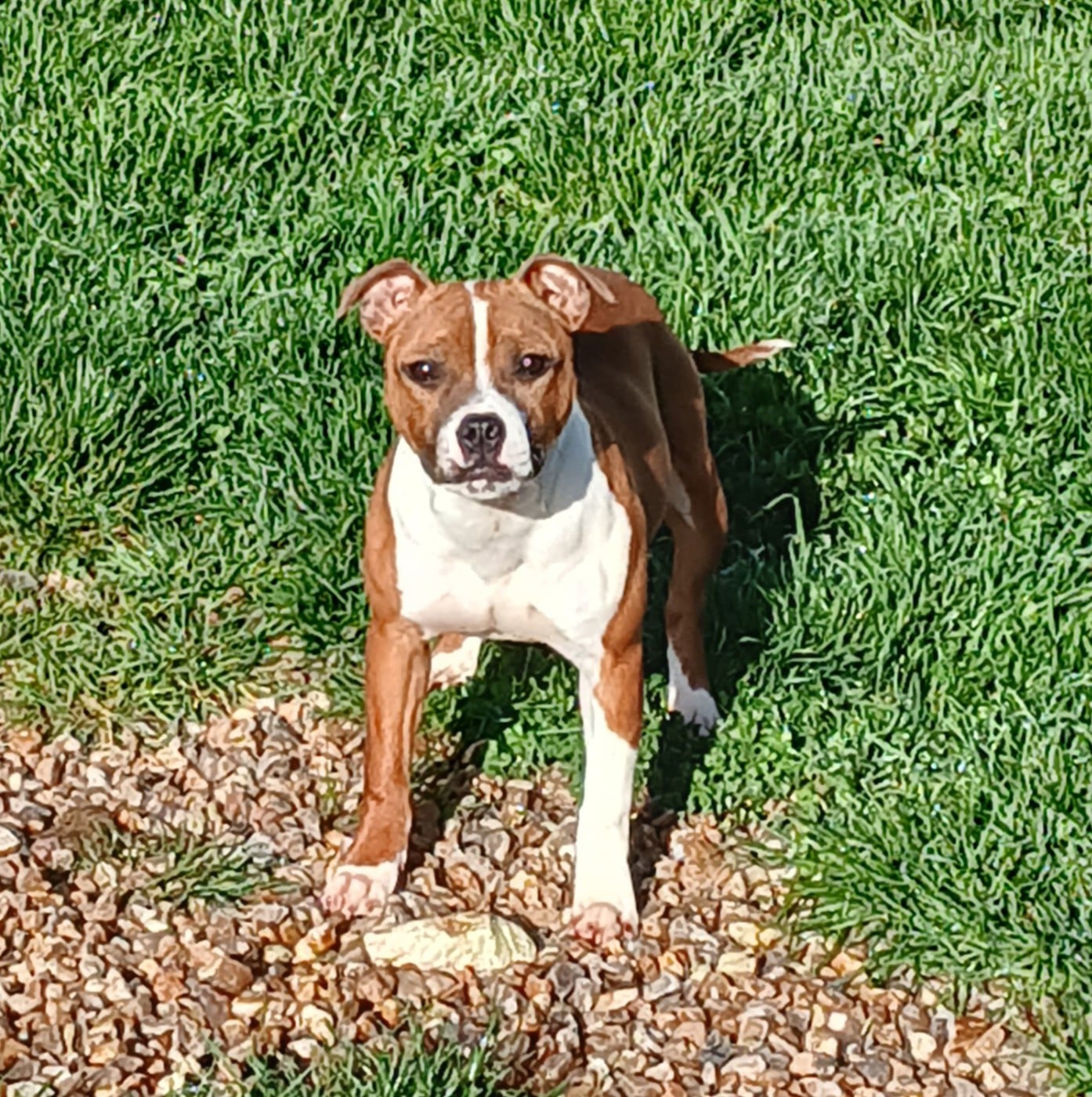 A gaia for ever The Jocker's Bullyhouse