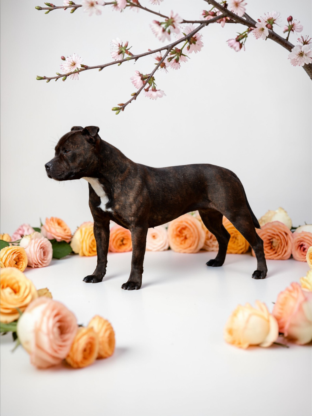 Vraie valeur diamant rose De La Terre Des Bulls