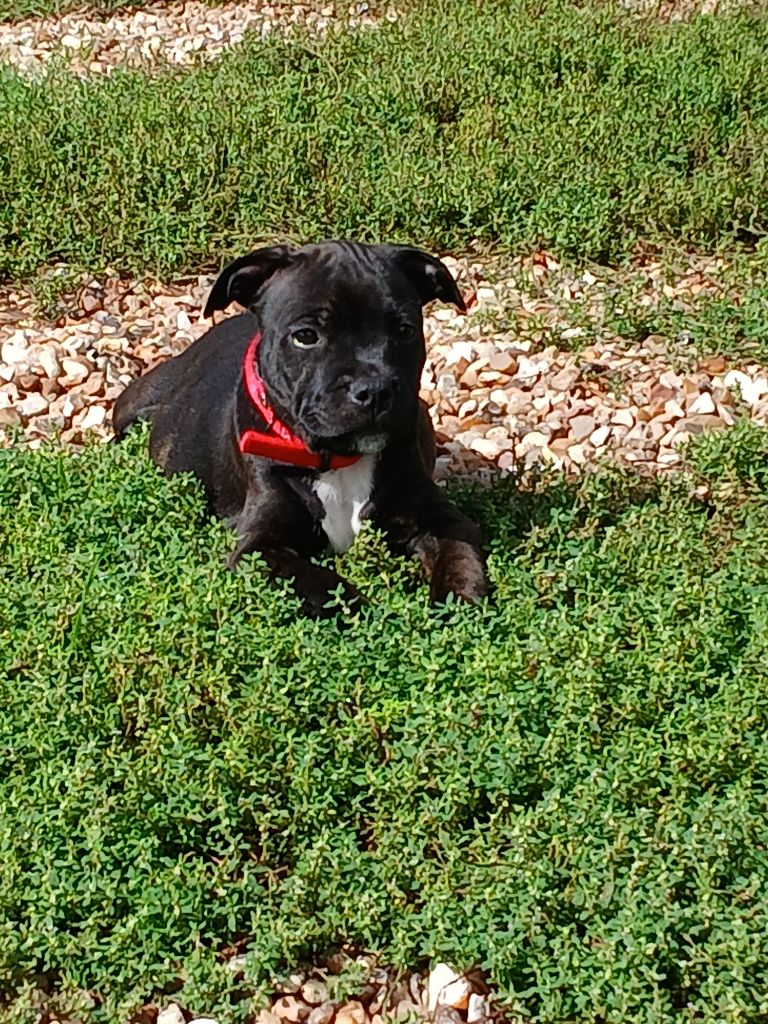 Anna De La Terre Des Bulls