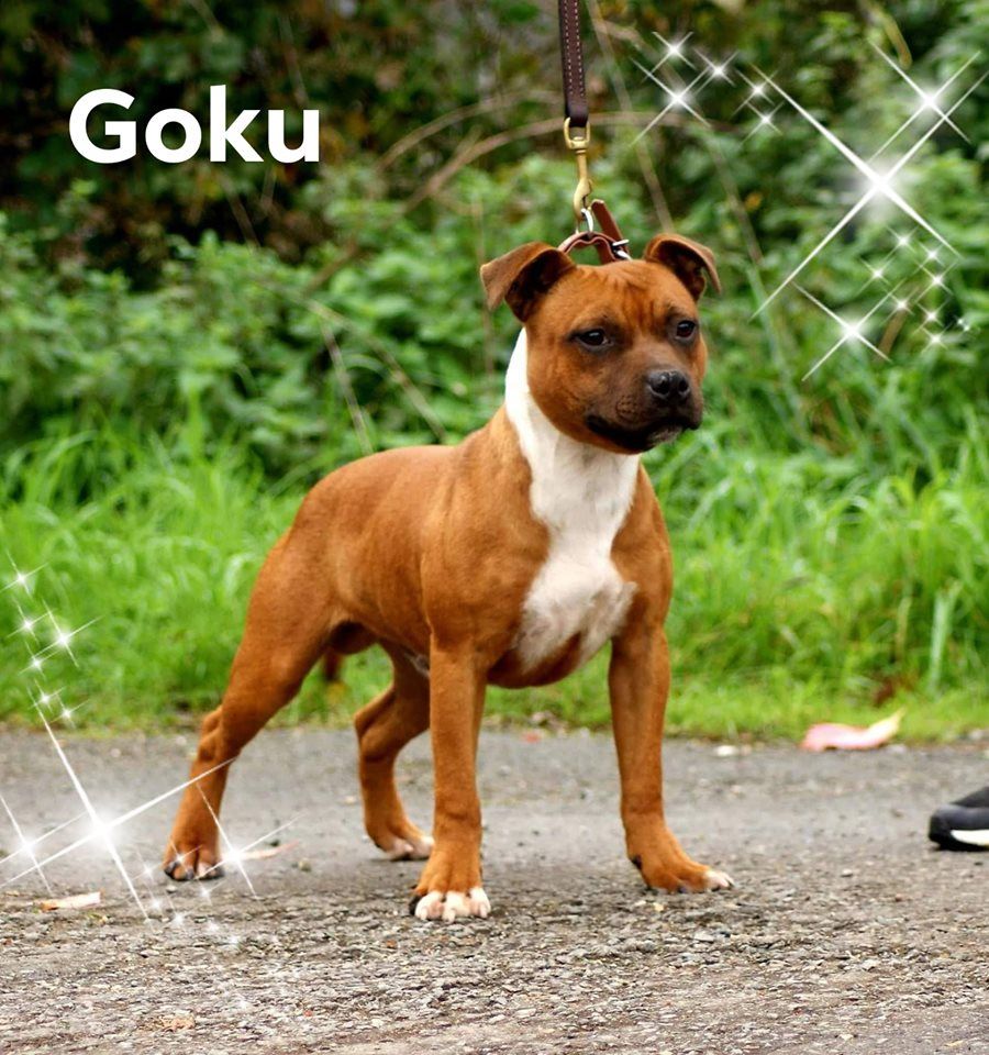 Publication : De La Terre Des Bulls Auteur : ltdb