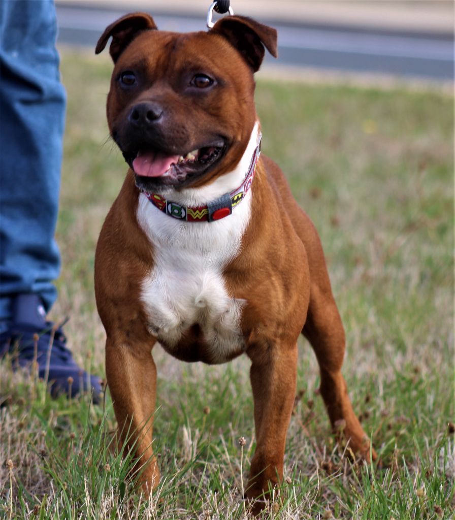 Publication : De La Terre Des Bulls Auteur : ltdb