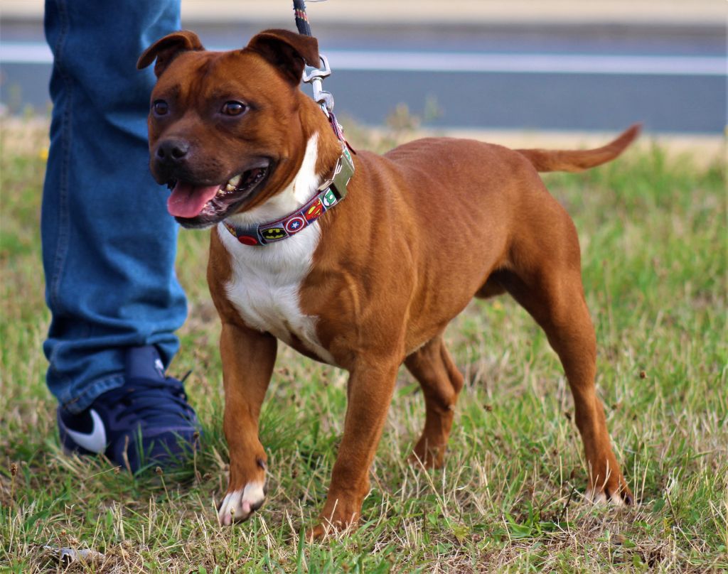 Publication : De La Terre Des Bulls Auteur : ltdb