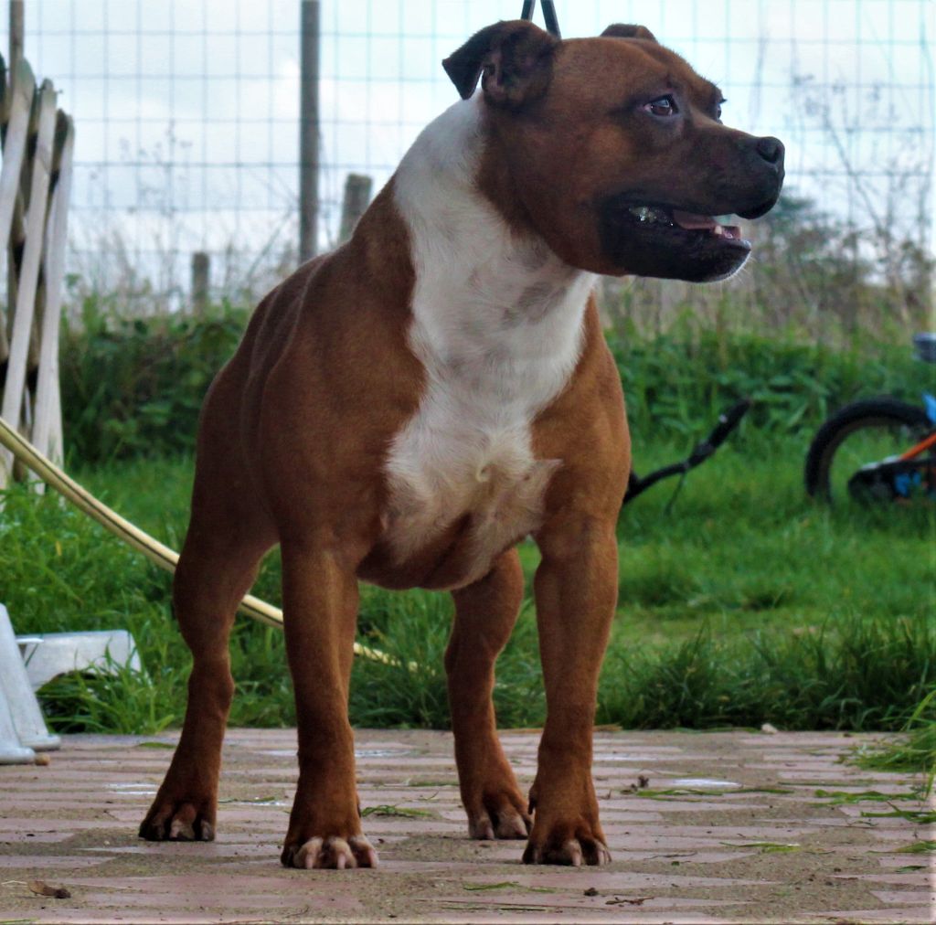 Publication : De La Terre Des Bulls Auteur : ltdb