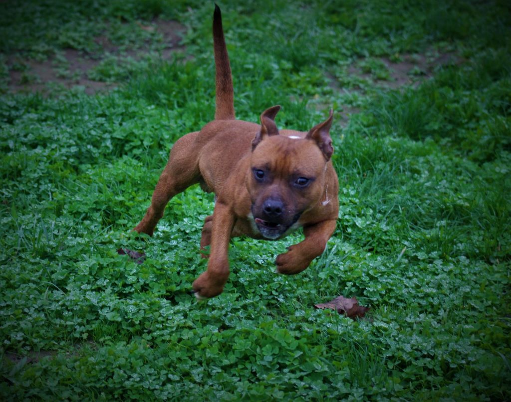 Publication : De La Terre Des Bulls Auteur : ltdb