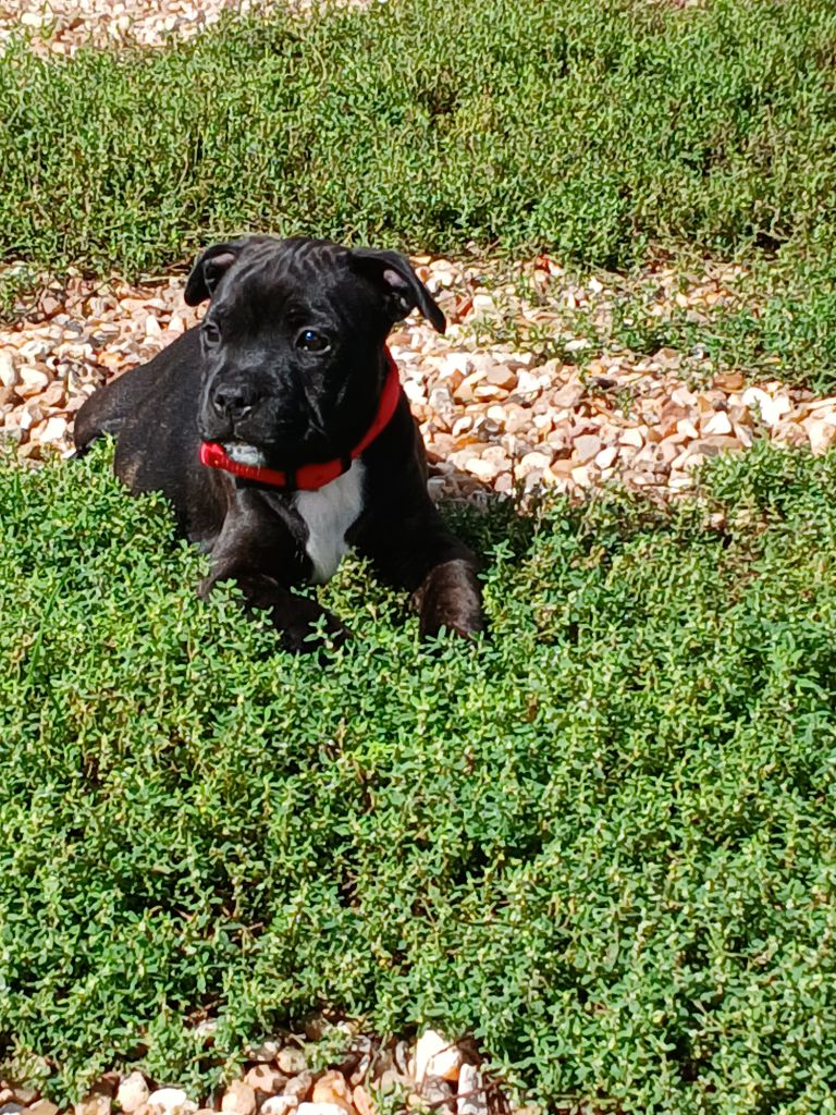 Anna De La Terre Des Bulls