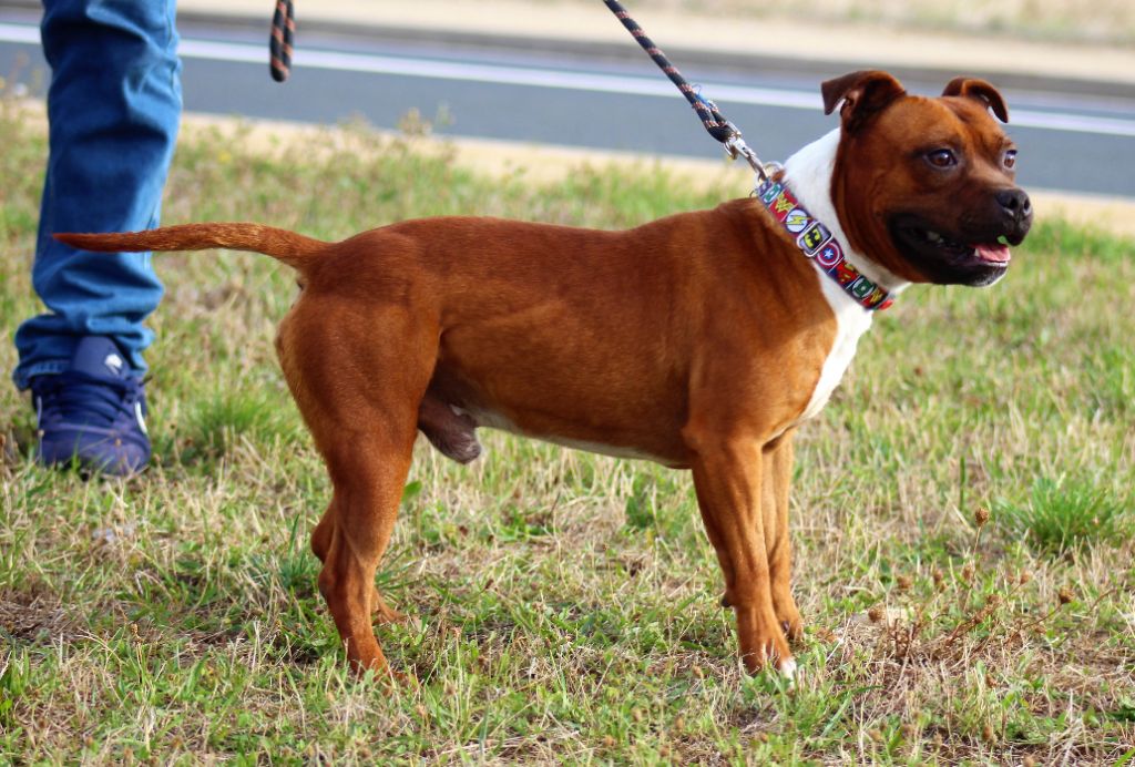 Publication : De La Terre Des Bulls Auteur : ltdb