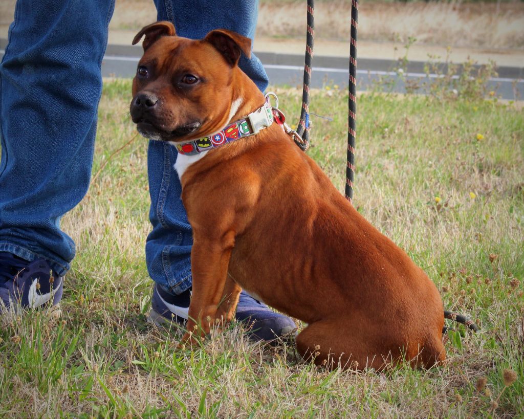 Publication : De La Terre Des Bulls Auteur : ltdb