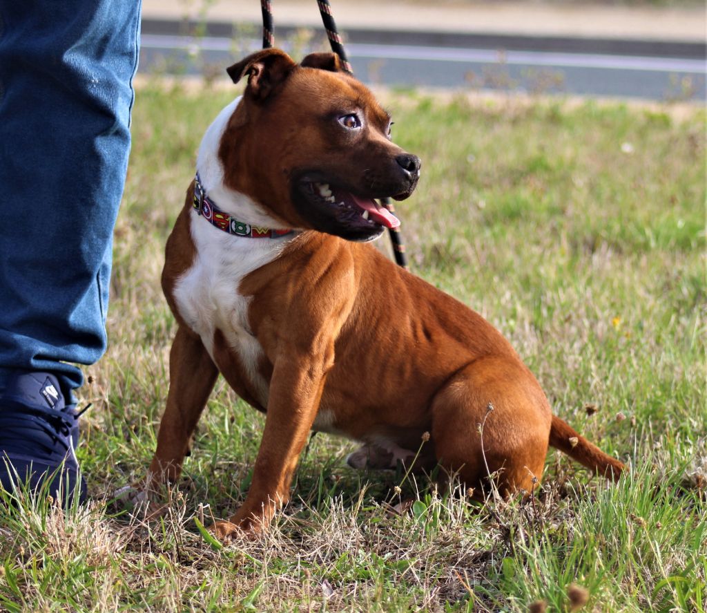 Publication : De La Terre Des Bulls Auteur : ltdb