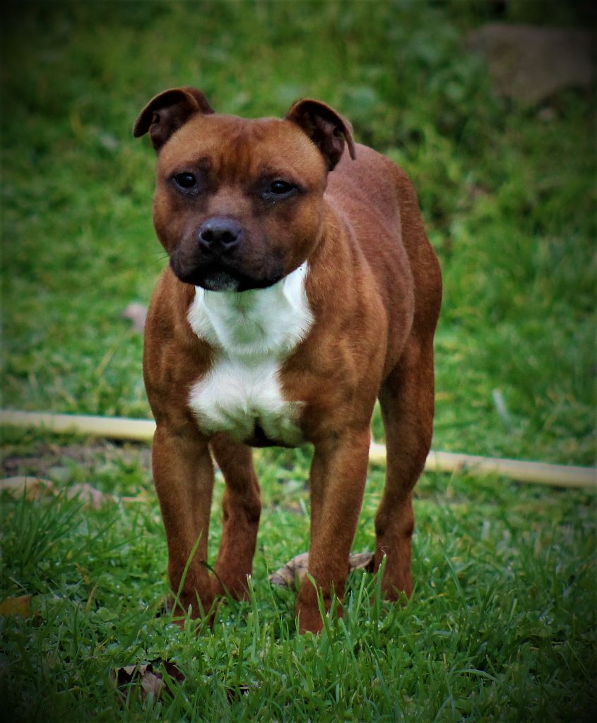 Publication : De La Terre Des Bulls Auteur : ltdb