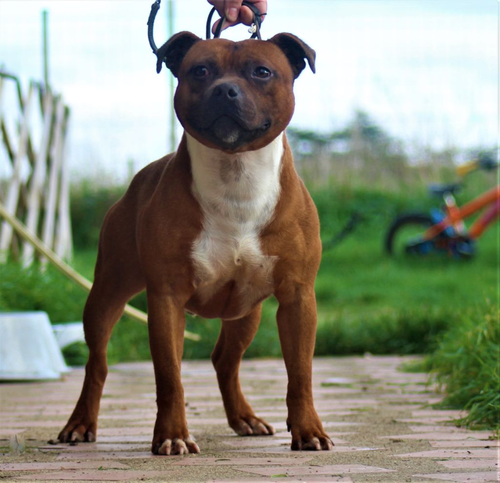 Publication : De La Terre Des Bulls Auteur : ltdb