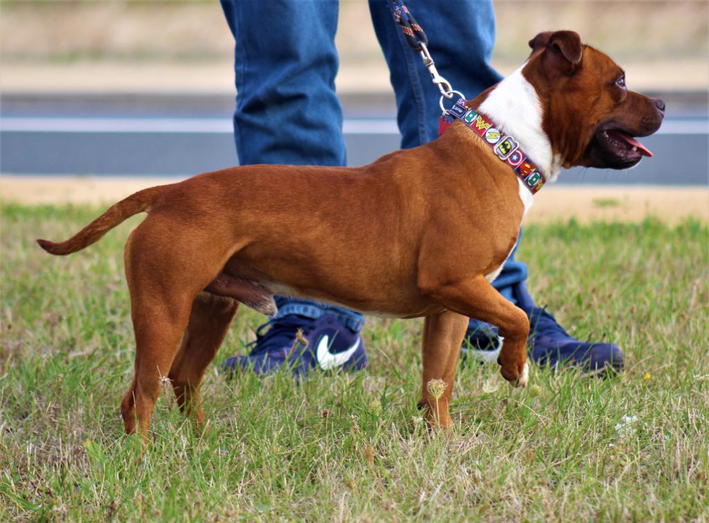 Publication : De La Terre Des Bulls Auteur : ltdb