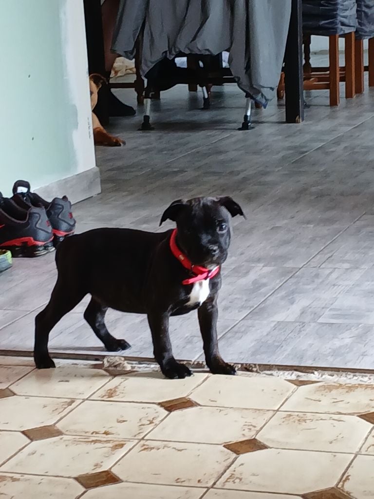 Anna De La Terre Des Bulls