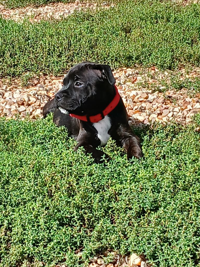 Anna De La Terre Des Bulls