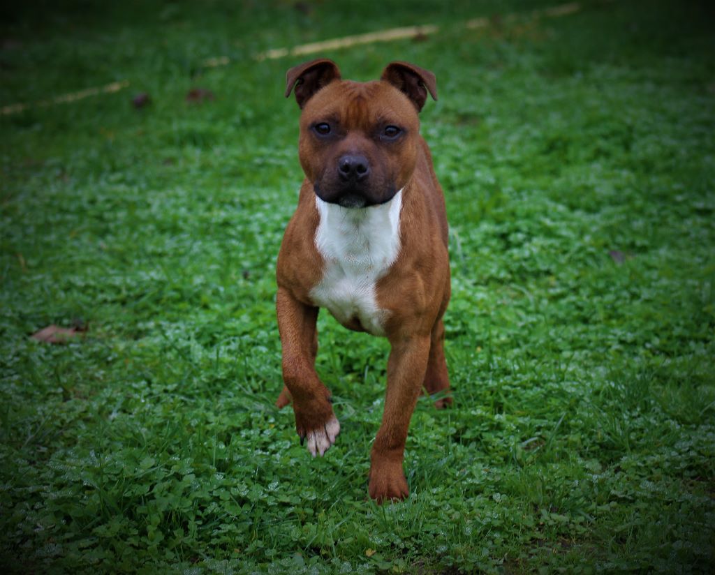 Publication : De La Terre Des Bulls Auteur : ltdb